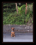 Martinique C